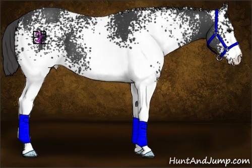 Horse Color:White Spotted Smoky Black