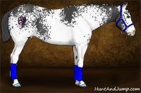 Horse Color:White Spotted Smoky Black