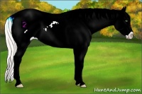 Horse Color:White Spotted Silver Classic Champagne Roan Dun Splash Varnish Rabicano 