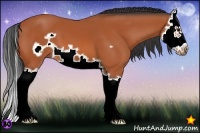 Horse Color:Bay Splash Frame