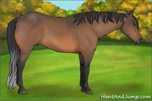 Horse Color:Buckskin Frame 