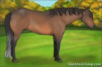 Horse Color:Buckskin Frame