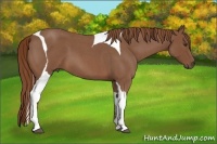 Horse Color:Red Roan Tobiano 