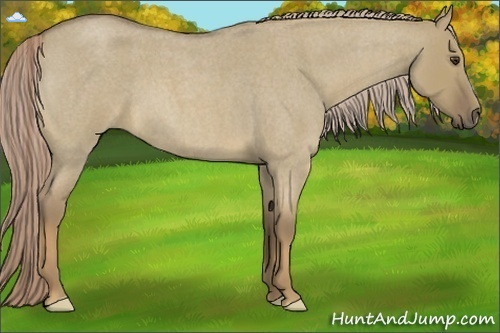 Horse Color:Chocolate Palomino Roan Dun 