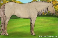 Horse Color:Chocolate Palomino Roan Dun