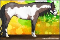 Horse Color:Bay Roan Frame Rabicano 