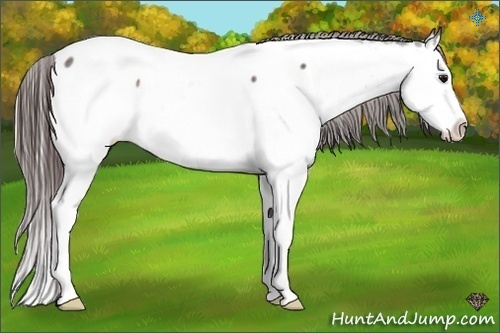 Horse Color:Bay Roan Splash Appaloosa 