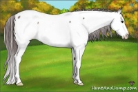 Horse Color:Bay Roan Splash Appaloosa