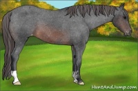 Horse Color:Brown Frame Appaloosa 