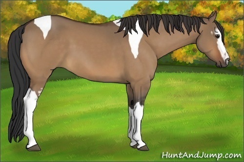 Horse Color:Unknown 