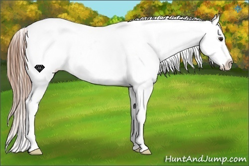 Horse Color:Chestnut Sabino Appaloosa