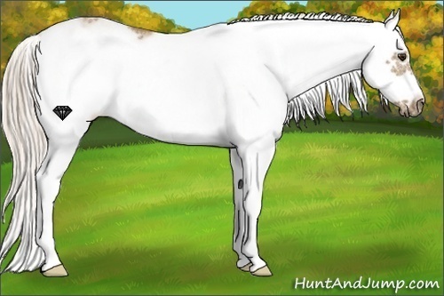 Horse Color:Palomino Sabino Frame