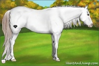 Horse Color:Liver Chestnut Appaloosa 