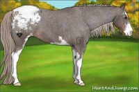 Horse Color:Liver Chestnut Sabino Appaloosa 