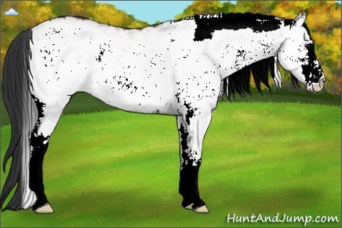 Horse Color:White Spotted Bay