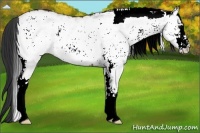 Horse Color:White Spotted Bay 