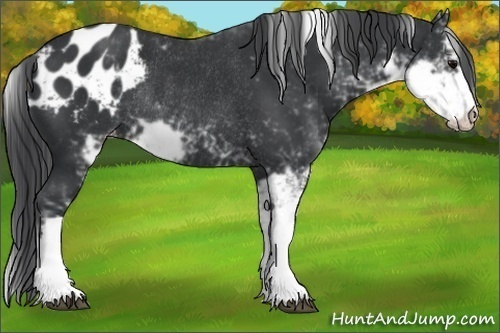 Horse Color:Black Sabino Appaloosa Rabicano 