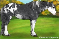 Horse Color:Black Sabino Appaloosa Rabicano