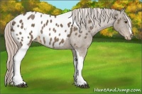 Horse Color:Chocolate Palomino Tobiano Appaloosa Rabicano 