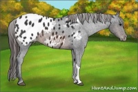Horse Color:Brown Appaloosa 