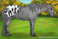 Horse Color:Black Appaloosa 