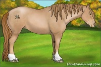 Horse Color:Chestnut Pearl