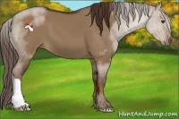 Horse Color:Liver Red Dun 
