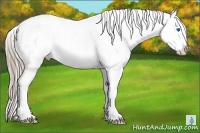 Horse Color:Chocolate Palomino Roan Splash Frame Appaloosa