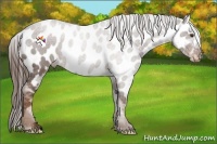 Horse Color:Liver Red Roan Near Leopard