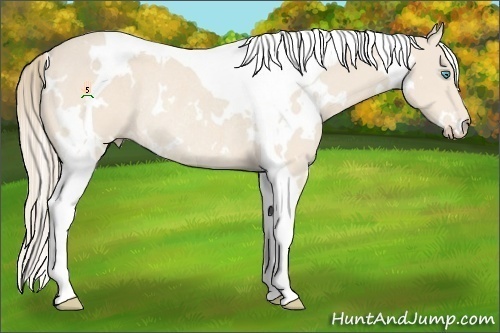 Horse Color:White Spotted Perlino Tobiano Rabicano