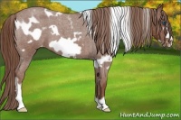 Horse Color:White Spotted Red Roan Frame Varnish 