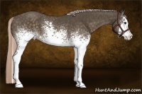 Horse Color:White Spotted Chocolate Palomino Splash 