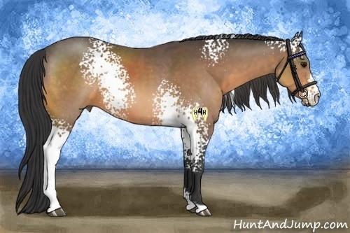 Horse Color:White Spotted Buckskin Sabino 