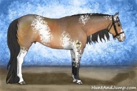 Horse Color:White Spotted Buckskin Sabino 