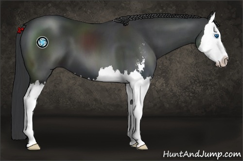 Horse Color:Black Sabino Splash 