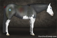 Horse Color:Black Sabino Splash