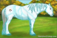 Horse Color:Thunderstruck Buckskin Appaloosa 