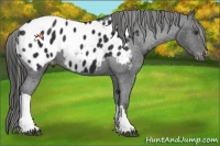 Horse Color:Liver Chestnut Appaloosa