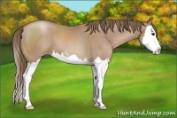 Horse Color:Black Pearl Sabino Splash
