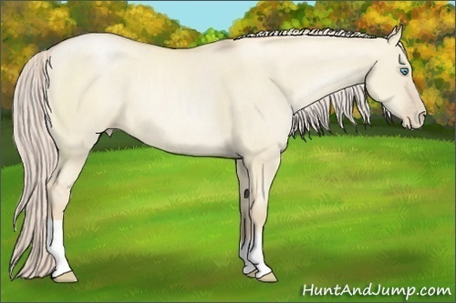 Horse Color:Palomino Pearl Dun 