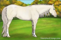 Horse Color:Palomino Pearl Dun