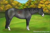 Horse Color:Black Sabino