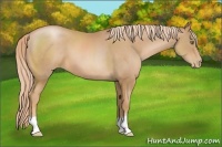 Horse Color:Chestnut Pearl 