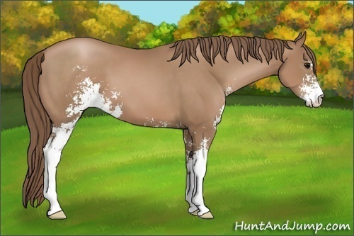 Horse Color:Black Pearl Sabino 