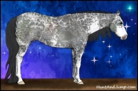 Horse Color:Black Ice Sabino