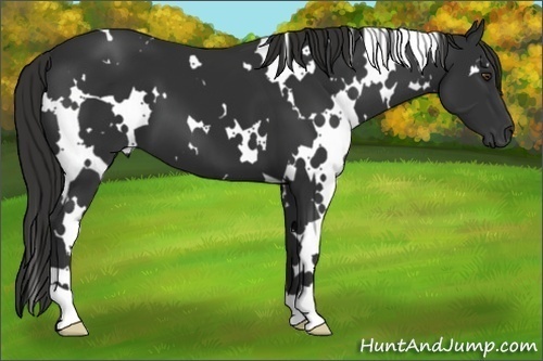 Horse Color:White Spotted Liver Chestnut 
