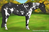 Horse Color:White Spotted Liver Chestnut 