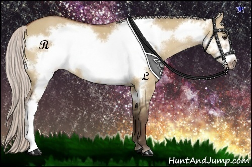 Horse Color:Silver Bay Dun Frame