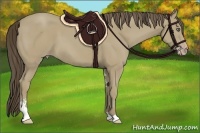 Horse Color:Classic Cream Champagne Sabino