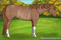 Horse Color:Chestnut Rabicano